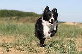 BORDER COLLIE 288